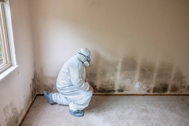 Trusted Humansville, MO Mold Removal Experts